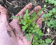 Edible Garden Weeds: From Nuisance to Nutritious Kitchen Staples
