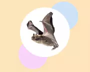 Eight Essential Steps to Protect and Conserve Britain's Bat Populations