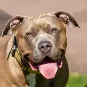 Elderly Dog Abandoned with Heartbreaking Note from Homeless Owner