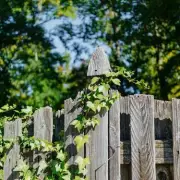 Eliminate English Ivy Permanently with 3 Kitchen Ingredients in 5 Days