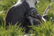 Endangered Monkey Gives Birth After Pioneering Foot-Saving Surgery at Chester Zoo
