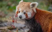 Endangered Red Panda Arrives at Chester Zoo for Conservation 'Blind Date'