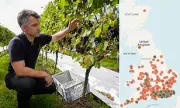English and Welsh Wine Production Soars by 55% After Record Warm Summer