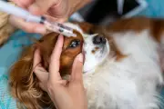 Entrepreneur Uses ChatGPT to Create Custom Cancer Vaccine for His Dog