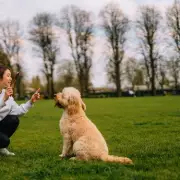 Expert Dog Trainer Reveals the One Essential Command Every Owner Must Teach