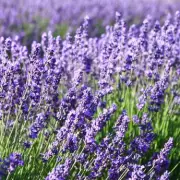 Expert Reveals Perfect Spring Pruning Time for Lavender to Prevent Leggy Plants