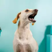 Expert Reveals Two Simple Dog Training Steps for Perfect Pet Behaviour