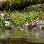 Experts Reveal the Top Spring Food to Attract Robins and Blue Tits to Your Garden
