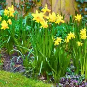 Extend Daffodil Blooms with This 10-Second Spring Deadheading Task