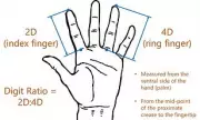 Finger Length Study Reveals Potential Link to Sexual Orientation
