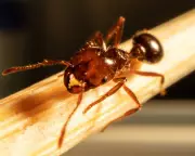Fire Ant Invasion Escalates in Brisbane, Threatening Iconic Parks and Sports