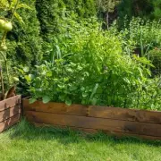 Five High-Yield Crops to Cultivate for Significant Grocery Savings