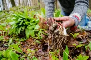 Foraging for Survival: Is a Wild Food Diet Realistic Without Time and Community?