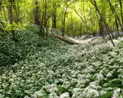Forget Daffodils: Wild Garlic and Edible Alliums Herald True Spring