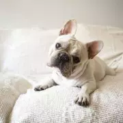 Four Low-Maintenance Dog Breeds Ideal for Busy Owners and Small Homes