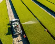 Fungal Inoculation Boosts Pine Growth, Cuts Fertiliser Need in US Forestry