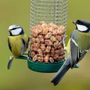 Garden Bird Feeding Warning: Viral DIY Fat Balls Can Harm Wildlife