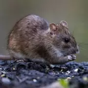 Gardeners Warned: One Common Item Left Outside in April Invites Rats
