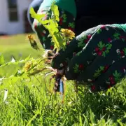 Gardening Expert Reveals Simple March Task to Eliminate Weeds and Boost Plant Health