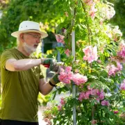 Gardening Expert Urges March Rose Pruning with Vital Tool Sterilisation Tip