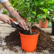 Gardening Expert Warns of Common Potting Mistake That Starves Trees
