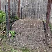 Gardening Expert's March Potato Tower Yields Summer Harvest