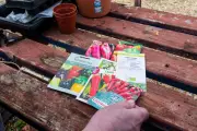Gardening Experts Reveal How to Use Out-of-Date Seeds Successfully
