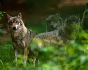 Germany Legalises Wolf Hunting Amid Rising Livestock Attacks and Political Divide