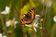 Gillingham Becomes UK's First Butterfly-Friendly Town Amid Population Crisis