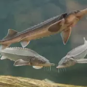 Global Audience Tunes In to Utrecht's Innovative Fish Doorbell Project