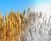 Global Food System on Brink: Corporate Gamble Threatens Mass Starvation