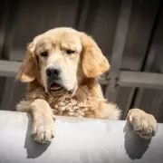 Golden Retriever's Protective Stomp During Baby Nappy Change Goes Viral