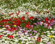 Greece's Mani Peninsula Blooms with Astonishing Wildflower Display