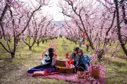 Greece's Peach Blossom Spectacle Draws Thousands of European Visitors Each Spring