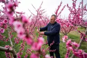 Greece's Peach Blossom Spectacle Draws Thousands to Veria's Pink Plains