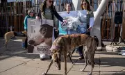 Greyhound Racing Ban in Scotland and Wales Sparks Concern for Horse Racing's Future