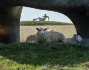 Henry Moore's Sheep-Filled Estate Reopens with Shelter Drawings Exhibition