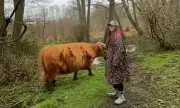 Highland Cattle Caution: TikTok Fame Sparks Safety Warnings at Kent Nature Reserve