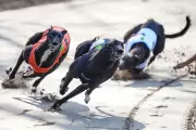 Holyrood to Vote on Greyhound Racing Ban Following Wales' Landmark Decision
