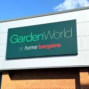 Home Bargains' £4 Solar Flowers Add Year-Round Glow to Gardens