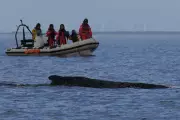 Humpback Whale Escapes German Coast After Tense Stranding Ordeal