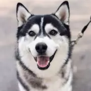 Husky Owner Devastated After Groomer's Extreme Shave Leaves Pet Unrecognisable