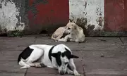 India's Mega Shelter Plan for Stray Dogs Sparks Global Health Warning