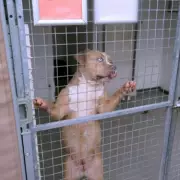 Inside UK's Overwhelmed Kennels Holding Seized XL Bullies After Ban