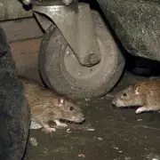 ITV Expert's 50p Test Reveals Rats Invading UK Homes Amid Plague Warnings