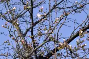 Japan's Cherry Blossom Season Kicks Off with Early Blooms in Three Cities