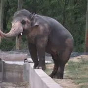 Kaavan the Elephant's 35-Year Ordeal Ends with Sanctuary Freedom