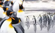 King Penguins Return to Falkland Shores in Spectacular Morning Display
