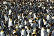 King Penguins Thrive in Warming Climate with Earlier Breeding Success