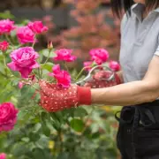 Ladybirds: The Garden Heroes That Boost Roses and Control Pests Naturally
